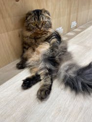 Cat Café MOFF イオンモール浜松志都呂店に投稿された画像（2025/3/15）
