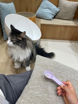 Cat Café MOFF イオンモール浜松志都呂店に投稿された画像（2025/3/15）
