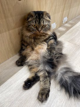 Cat Café MOFF イオンモール浜松志都呂店に投稿された画像（2025/3/15）