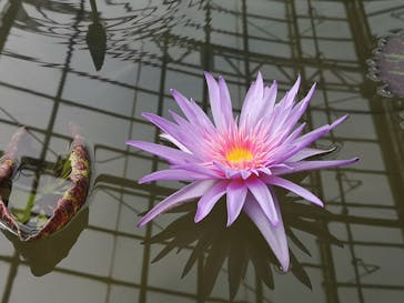 熱川バナナワニ園に投稿された画像（2025/3/15）