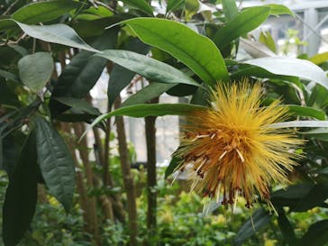 熱川バナナワニ園に投稿された画像（2025/3/15）