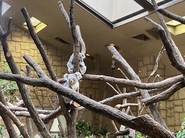 名古屋市東山動植物園に投稿された画像（2025/3/15）