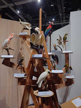 特別展「鳥～ゲノム解析が解き明かす新しい鳥類の系統～」に投稿された画像（2025/3/15）