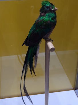 特別展「鳥～ゲノム解析が解き明かす新しい鳥類の系統～」に投稿された画像（2025/3/15）