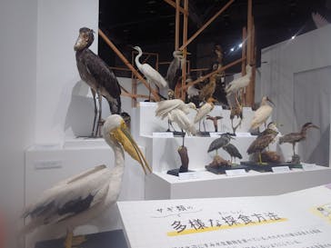 特別展「鳥～ゲノム解析が解き明かす新しい鳥類の系統～」に投稿された画像（2025/3/15）