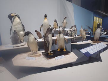 特別展「鳥～ゲノム解析が解き明かす新しい鳥類の系統～」に投稿された画像（2025/3/15）