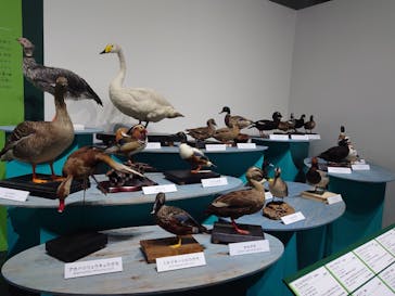 特別展「鳥～ゲノム解析が解き明かす新しい鳥類の系統～」に投稿された画像（2025/3/15）