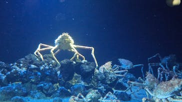 環境水族館アクアマリンふくしまに投稿された画像（2025/3/15）