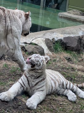 伊豆アニマルキングダムに投稿された画像（2025/3/15）