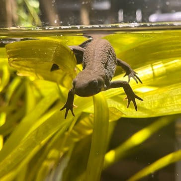 カワスイ 川崎⽔族館に投稿された画像（2025/3/15）