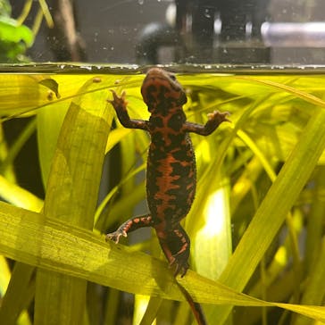 カワスイ 川崎⽔族館に投稿された画像（2025/3/15）