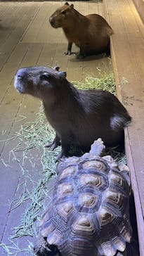 カワスイ 川崎⽔族館に投稿された画像（2025/3/15）