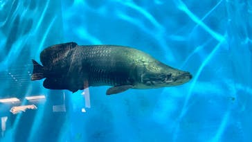 箱根園水族館に投稿された画像（2025/3/15）