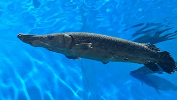 箱根園水族館に投稿された画像（2025/3/15）