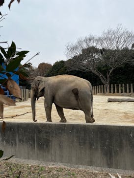 千葉市動物公園に投稿された画像（2025/3/15）