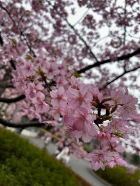 千葉市動物公園に投稿された画像（2025/3/15）