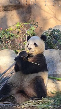 恩賜上野動物園に投稿された画像（2025/3/15）