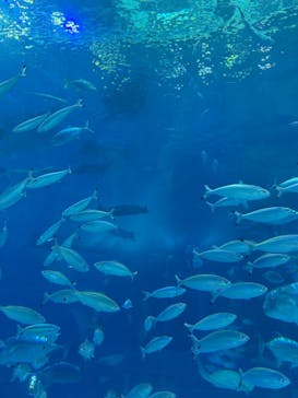 沖縄美ら海水族館に投稿された画像（2025/3/15）