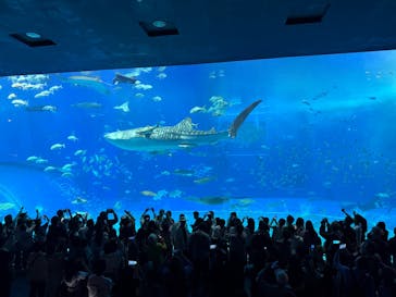 沖縄美ら海水族館に投稿された画像（2025/3/15）
