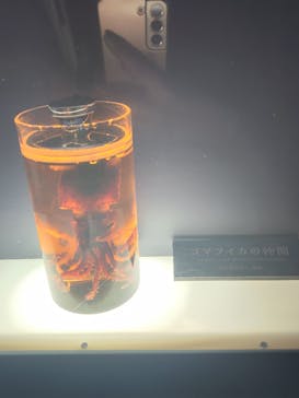 サンシャイン水族館に投稿された画像（2025/3/15）