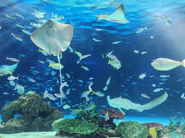 サンシャイン水族館に投稿された画像（2025/3/15）