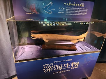 サンシャイン水族館に投稿された画像（2025/3/15）