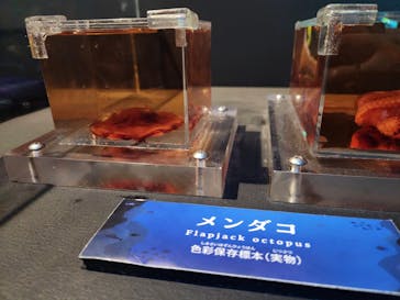 サンシャイン水族館に投稿された画像（2025/3/15）