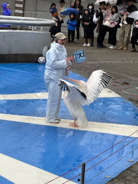 大分マリーンパレス水族館 「うみたまご」に投稿された画像（2025/3/15）