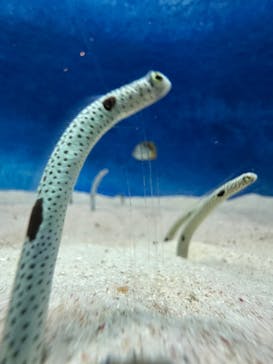 大分マリーンパレス水族館 「うみたまご」に投稿された画像（2025/3/15）