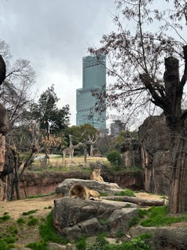 天王寺動物園に投稿された画像（2025/3/16）