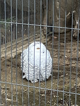 恩賜上野動物園に投稿された画像（2025/3/16）
