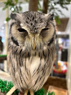 Moff animal cafe イオンモール新利府店に投稿された画像（2025/3/16）