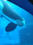 名古屋港水族館に投稿された画像（2025/3/16）