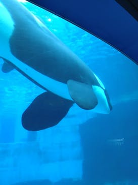 名古屋港水族館に投稿された画像（2025/3/16）