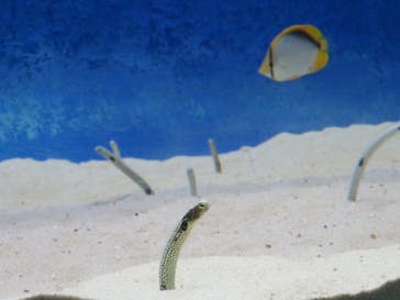 大分マリーンパレス水族館 「うみたまご」に投稿された画像（2025/3/16）