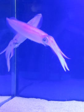 大分マリーンパレス水族館 「うみたまご」に投稿された画像（2025/3/16）