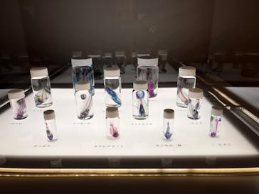 新世界『透明標本』展 ＠北九州市科学館に投稿された画像（2025/3/16）