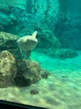 名古屋港水族館に投稿された画像（2025/3/16）