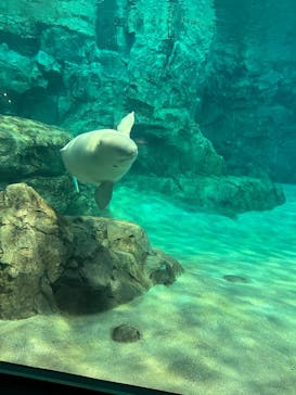 名古屋港水族館に投稿された画像（2025/3/16）