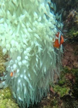 青の洞窟専門店　沖縄ダイビングショップ和に投稿された画像（2025/3/16）