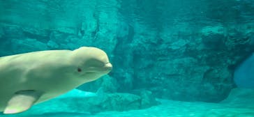 名古屋港水族館に投稿された画像（2025/3/16）