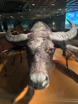 国立科学博物館に投稿された画像（2025/3/16）