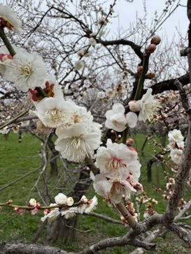 偕楽園本園に投稿された画像（2025/3/16）