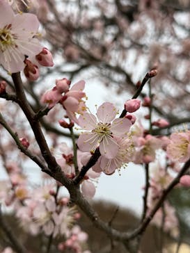 偕楽園本園に投稿された画像（2025/3/16）