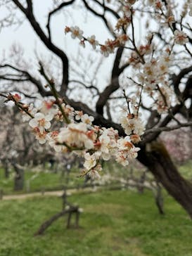 偕楽園本園に投稿された画像（2025/3/16）