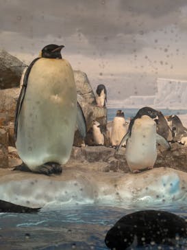 名古屋港水族館に投稿された画像（2025/3/16）