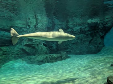 名古屋港水族館に投稿された画像（2025/3/16）