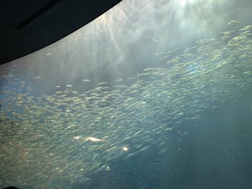 名古屋港水族館に投稿された画像（2025/3/16）