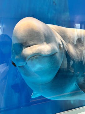 名古屋港水族館に投稿された画像（2025/3/16）