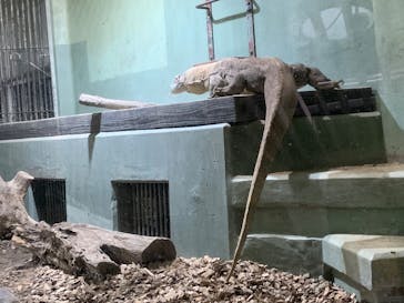 名古屋市東山動植物園に投稿された画像（2025/3/16）